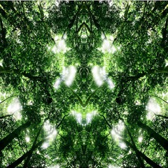 Piano Falling From A Forest Canopy
