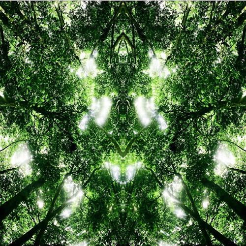 Piano Falling From A Forest Canopy