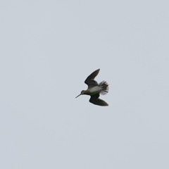 PFR22402 - Swinhoe's Snipe, song flight, song – Mongolia