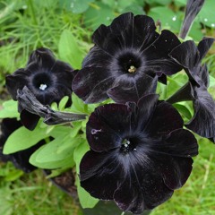 01 Drazil - Dark Flower