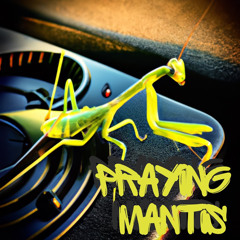 Praying Mantis