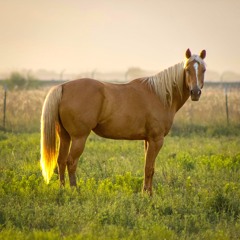 Palomino [disquiet0578]