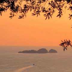 News From The Treetops w/ Macaulay Sulkin' - March 2021