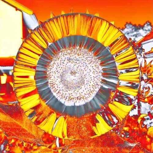 Soulful Sun & Video Link