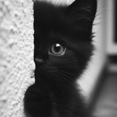 Suspicious