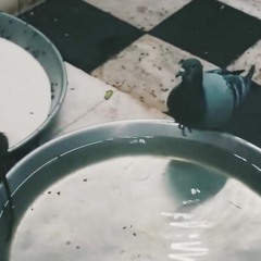 Blattodea - Lo unico que tenemos en comun es la muerte