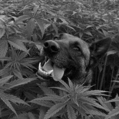 MISMO, Tracck - MITAD (prod. @CHEBRUBEN86)