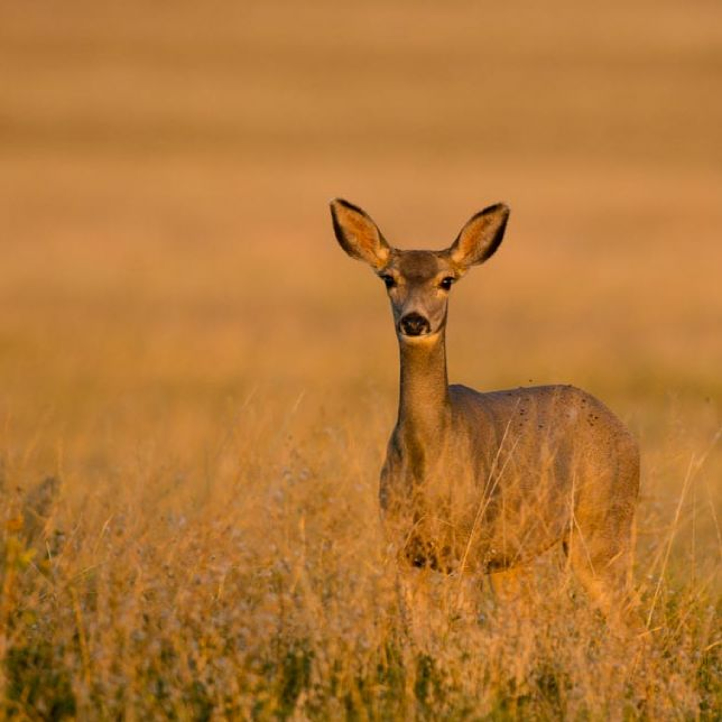 Episode 4: Deer Being Deer