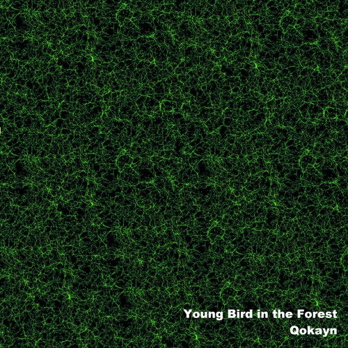 Young Bird In The Forest
