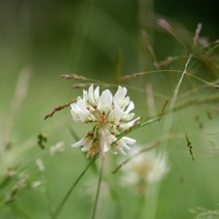 Finnish Summer - 16/7/2020 - Makholma Shore