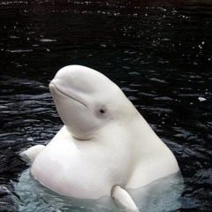 blank space (+ jeremyy)