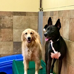 LOST HONOR (Surf Curse Cover)