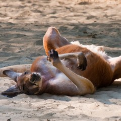 Slow Rhythm XONE I 96/2xD2 101 BPM !