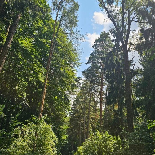 Bakony Forest Festival, Hungary - Chillgressive + Minimal Psy