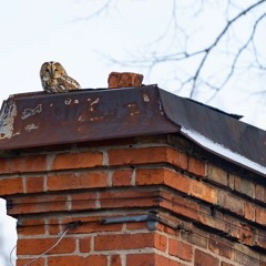 Owls