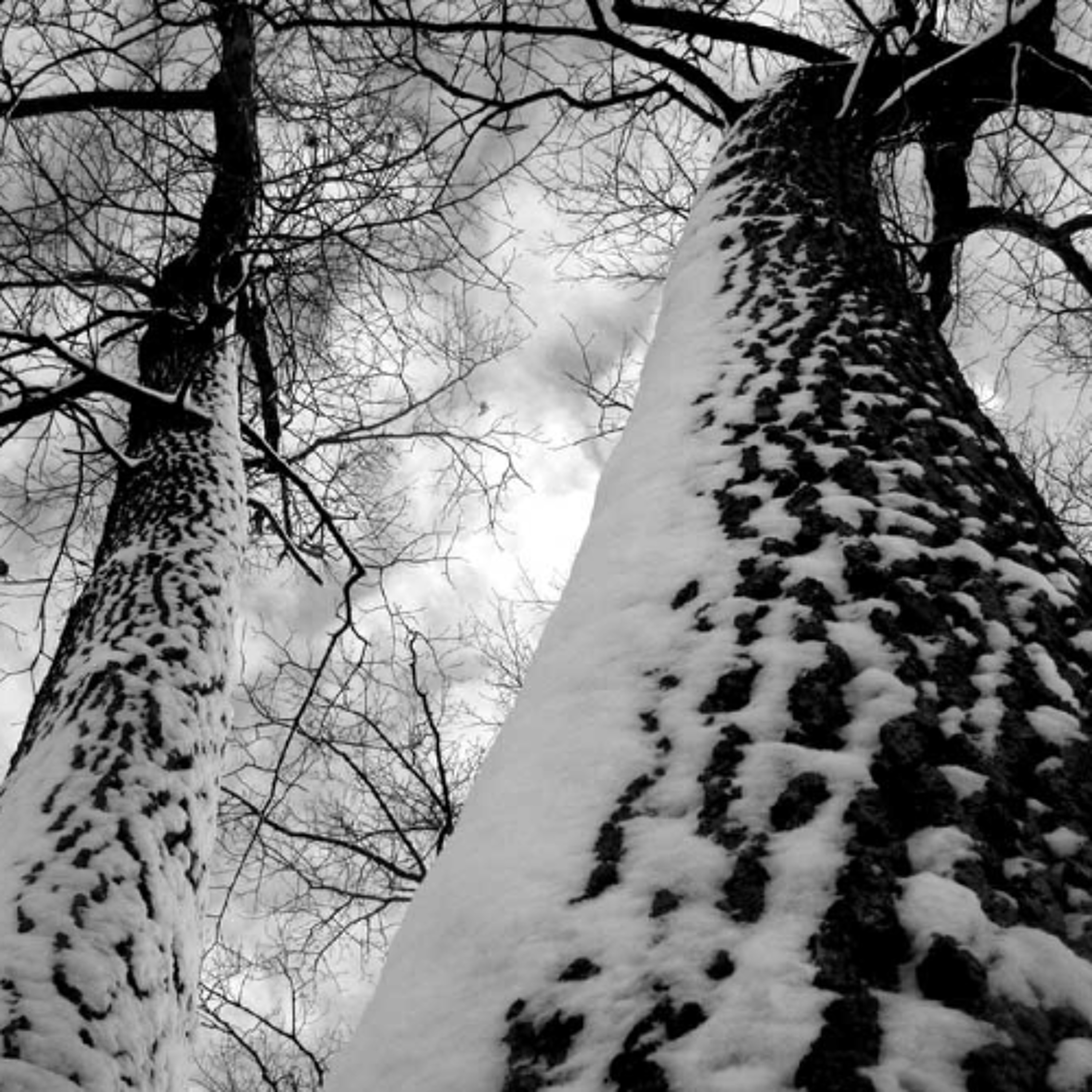 RESURRECTION OF THE TREE OF LIFE: A soundpoem, for Owenuma BLUE SKY... episode artwork