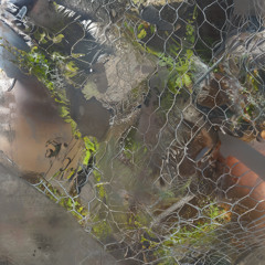 Aedis - Saense (ANIMA18)