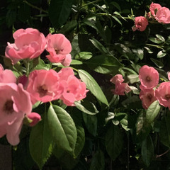 radiohead no surprises cover