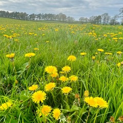 Dandelions (Ruth B Cover)