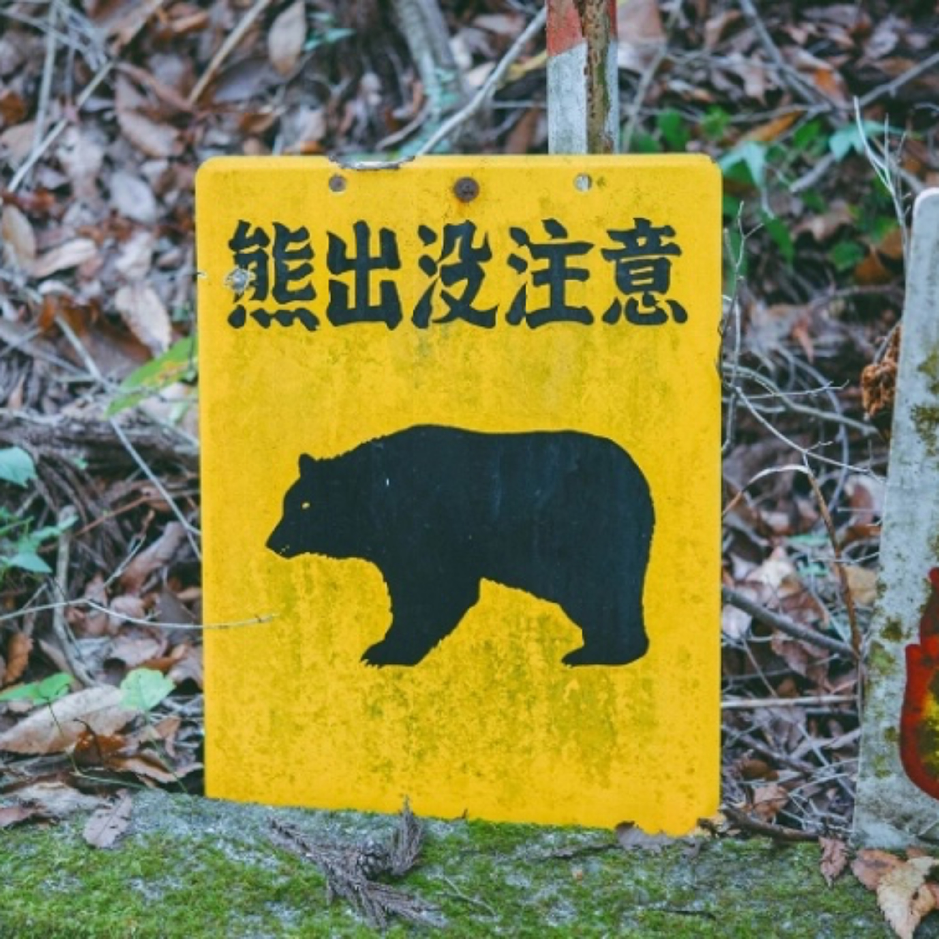 Bear attacks woman outside home for people with disabilities in Akita