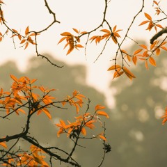 BELOVED AUTUMN24 MIX