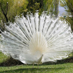 Mysterious Peacock_02