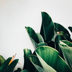 Own Podcasts / Radio