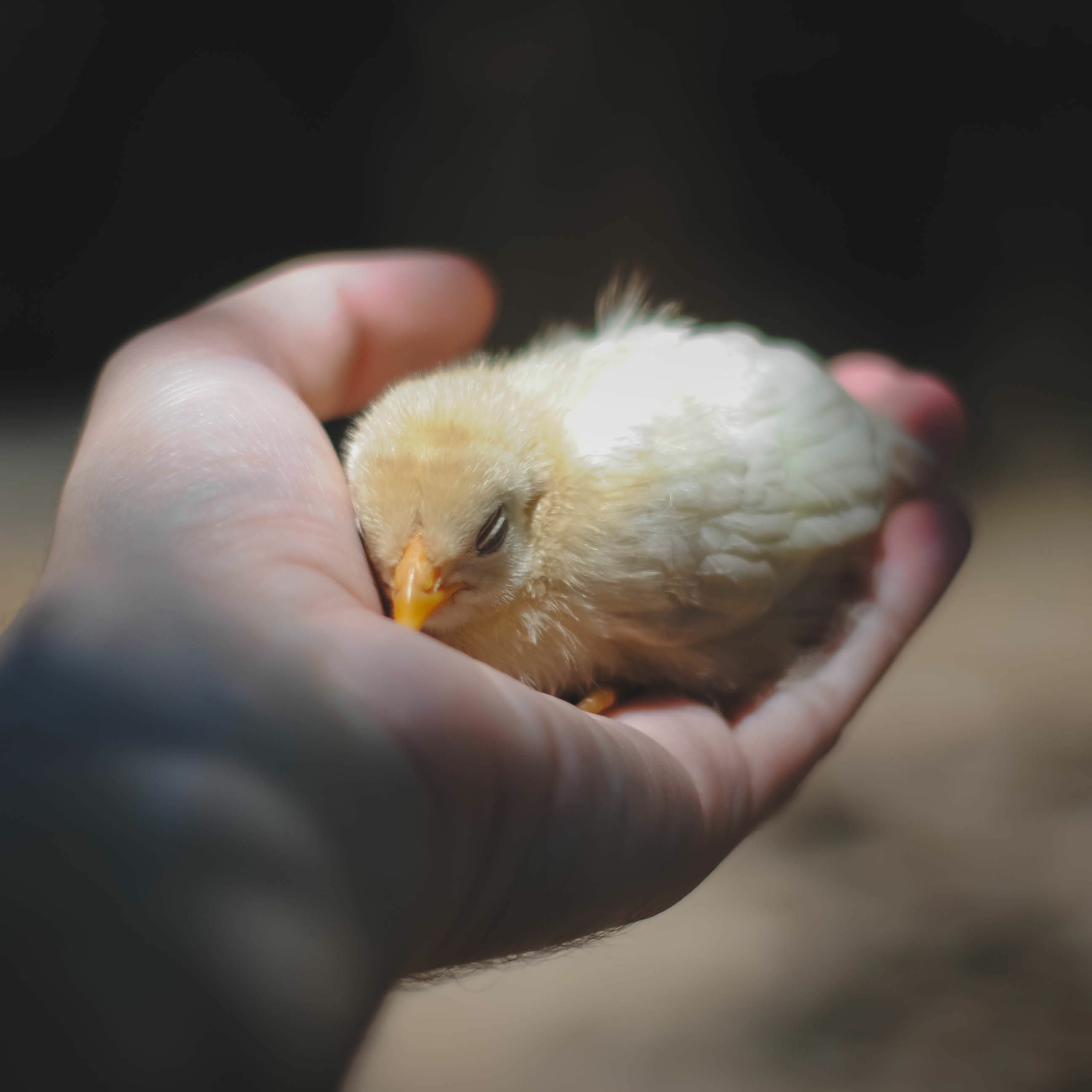 Inspirerende blogs en meditaties