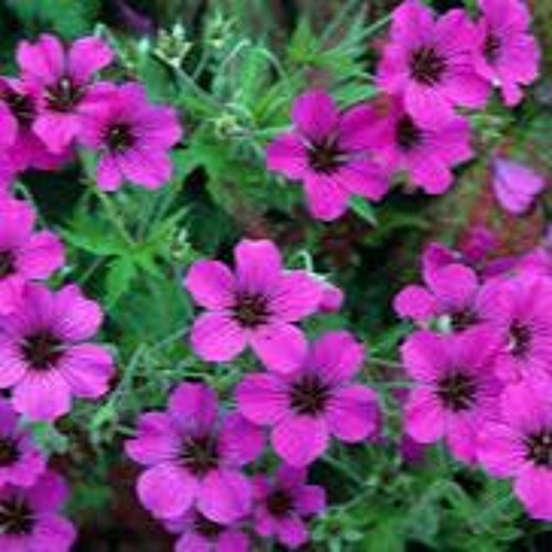 Du soleil sur mes geraniums