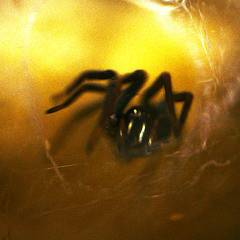 Phobia