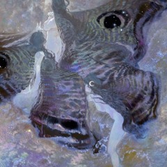 cahri “sinus”