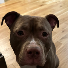 Maiya The Don MUTT Freestyle