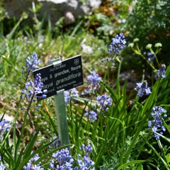 Orlaya grandiflora