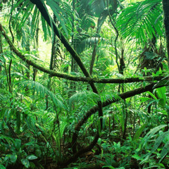 The Jungle (opening theme)