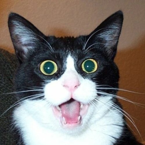 Strange Cat