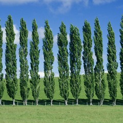 10 Narrow Trees For Small Gardens