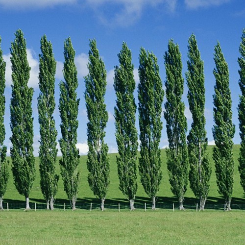 10 Narrow Trees For Small Gardens