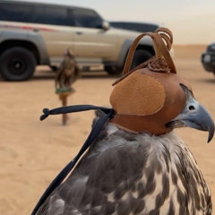 خبر هل الجيبات