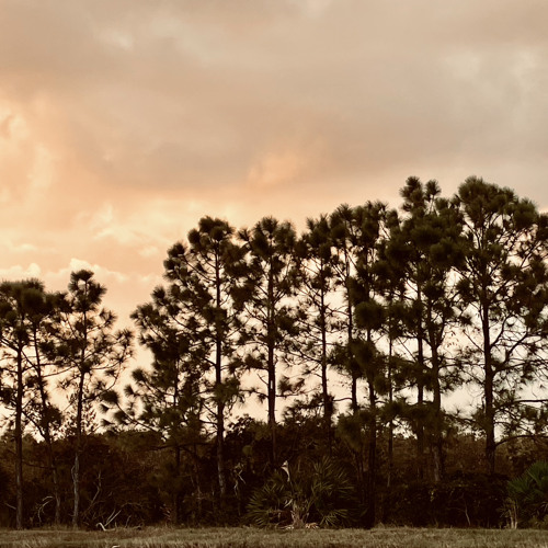 Trees Waving at Me