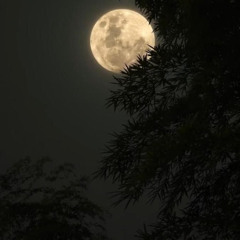 night