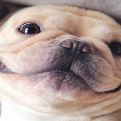 Nuuskakoira debi (ONLY SOUNDCLOUD)