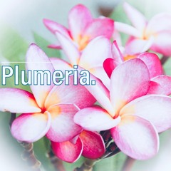 Plumeria
