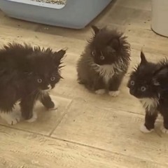 Sunday night vampire hangout