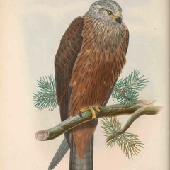 HK_Fantaisies_Sets/Mixes/Live_15