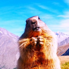 Laxion - La Marmotte