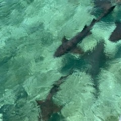 sharks (prod. okjett)