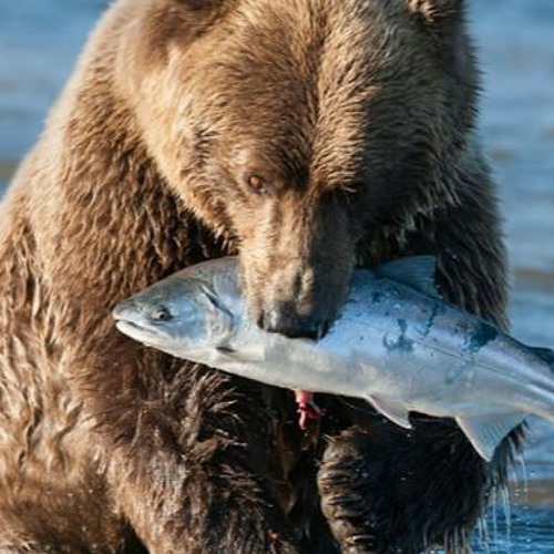 MC RF - TU QUER A PEGADA DO URSO OU PICADURA DO ABELHA (( DJ GEH D A LGD & RD DA PENHA ))