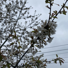 NEW JAZZ + HOUSE 💐