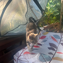 Josy’s Cat