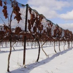 פרק 89 - קנדה - הרבה יותר מיינות קרח